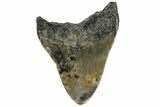 Fossil Megalodon Tooth - South Carolina #168174-1